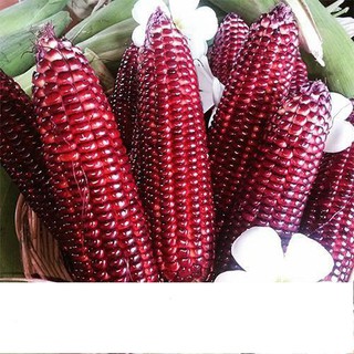 Hạt giống bắp tím nữ hoàng năng suất 5gr