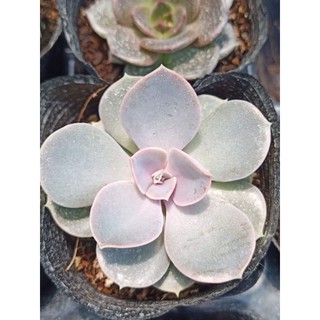 Sen đá hồng dâu