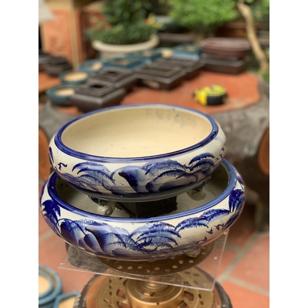 Ang tròn trồng cây bon sai - trồng cây bonsai cổ thụ