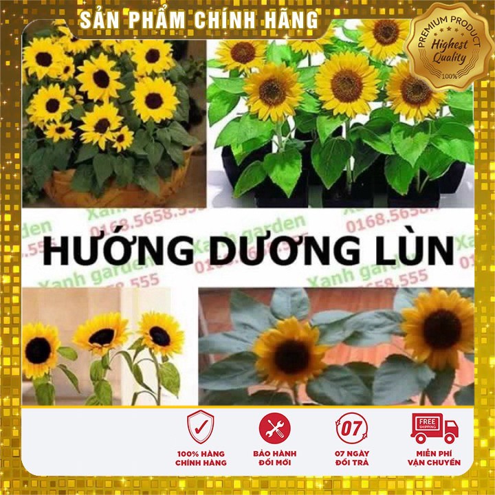 HOA HƯỚNG DƯƠNG LÙN dễ trồng ( 30 hạt)