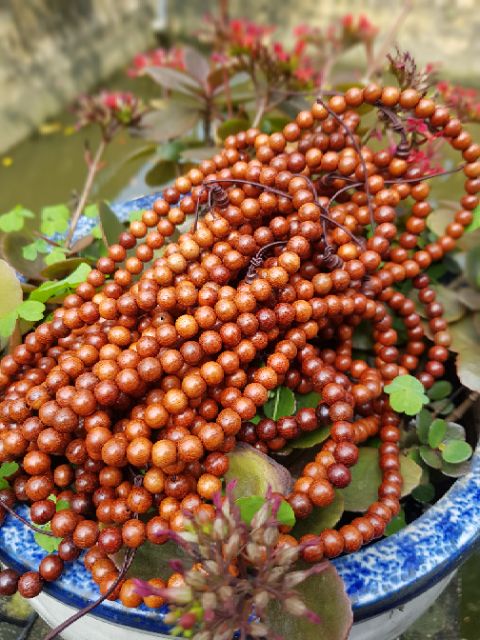 Vòng tràng 108 hạt gỗ GIÁNG HƯƠNG hạt tròn 8 m m