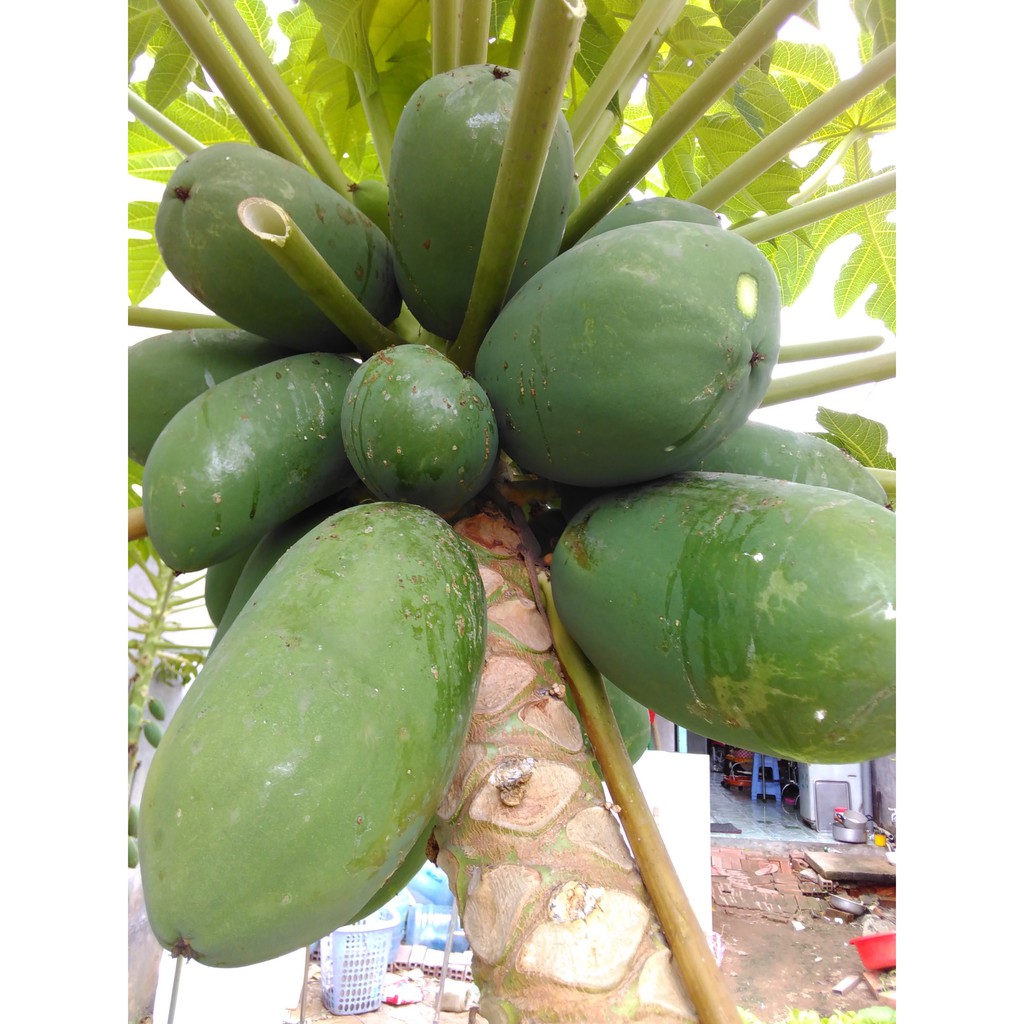 2KG đu đủ XANH - đu đủ