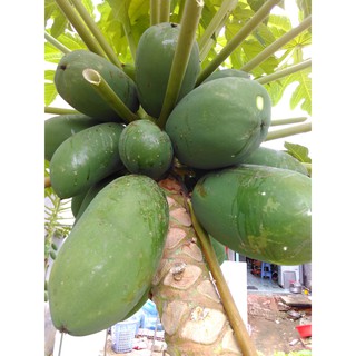 2KG đu đủ XANH - đu đủ