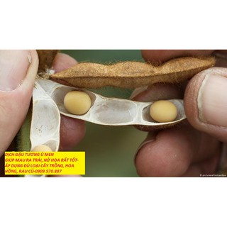 DỊCH ĐẬU TƯƠNG SIÊU GIÀU ĐẠM.200K tặng dịch trùn-SHIP 30 PHÚT CÓ.KHO TẠI QUẬN 11,7,9, THỦ ĐỨC, PHÚ NHUẬN