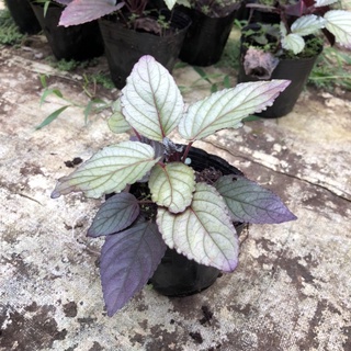 Cây giống trà Đốc tơ thanh