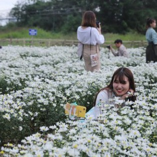 Hạt Giống Hoa Cúc Họa Mi (gói 200 hạt, tặng phân)