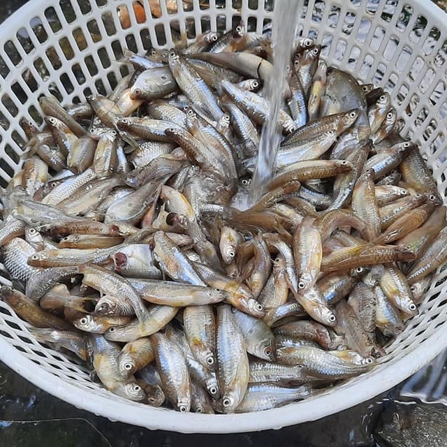 TAY LƯỚI BẮT CÁ LÒNG TONG