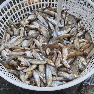 TAY LƯỚI BẮT CÁ LÒNG TONG