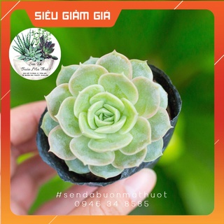 SEN ĐÁ NGỌC BÍCH 🧚[SIÊU ĐẸP]🧚 - SEN ĐÁ BUÔN MA THUỘT