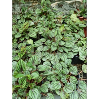 Cây hạnh tiên thảoo - peperomia caperata
