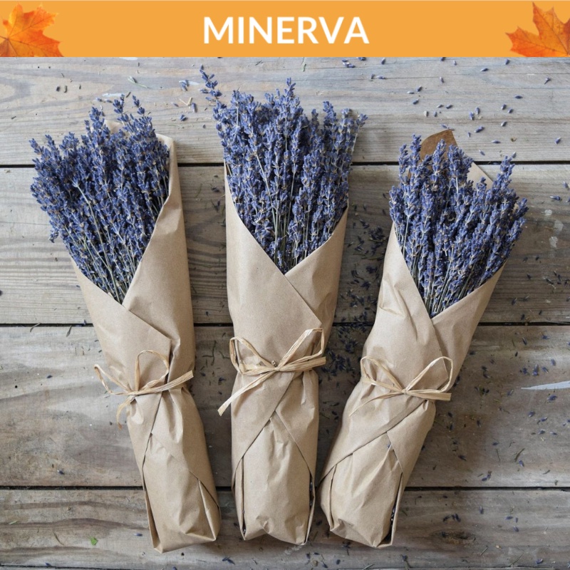 100 cành hoa LAVENDER khô decor, trang trí nhà cửa, phụ kiện chụp ảnh