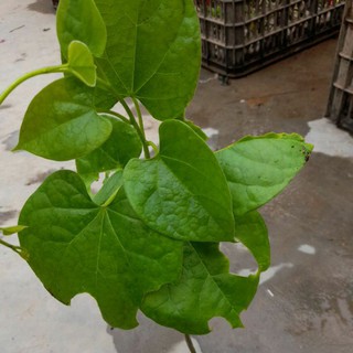 1,5 kg cành dây đau xương