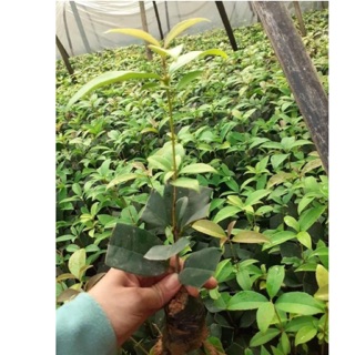 Combo 5 cây mộc hương giống