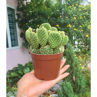 SIÊU RẺ - Xương rồng tai thỏ bụi lớn 8-12 cây