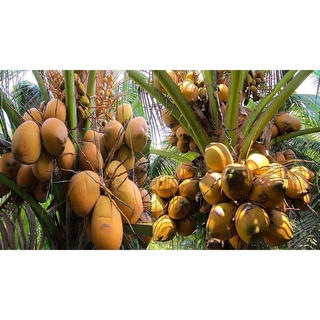 Cây Giống Dừa Đỏ