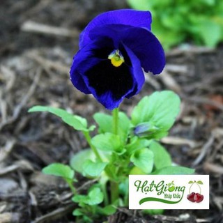 100 Hạt giống hoa pansy xanh LINH NGOC