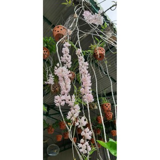 Lan rừng Hương vani đã thuần gỗ.