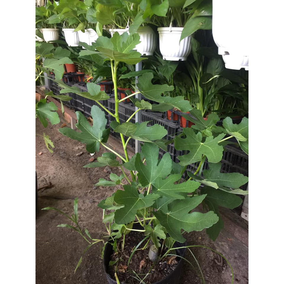 Cây sung mỹ cao hơn 50cm đang nhú trái quá đẹp