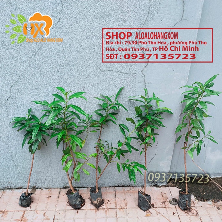 cây vối giống-combo 5 cây