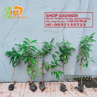 Cây vối giống-combo 5 cây