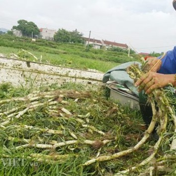 Hạt Giống Rau Nhút (Rau Rút) 1gr