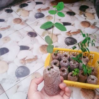 Có sẵn cây giống hoa đậu biếc