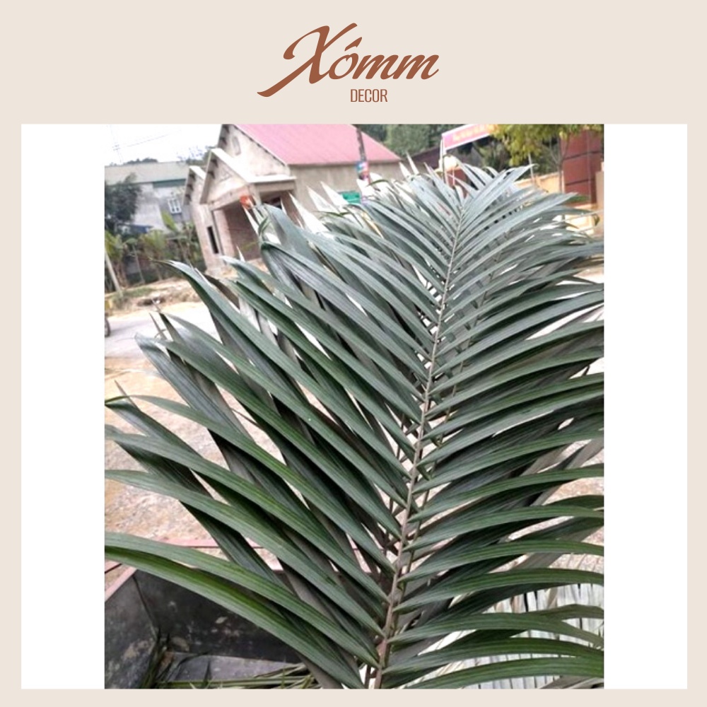 Lá mây cắm hoa , trang trí decor
