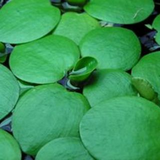 5 cây bèo nhật thủy sinh