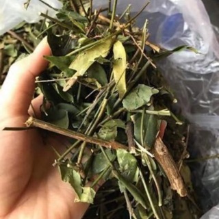 Chè vằng lá sẻ