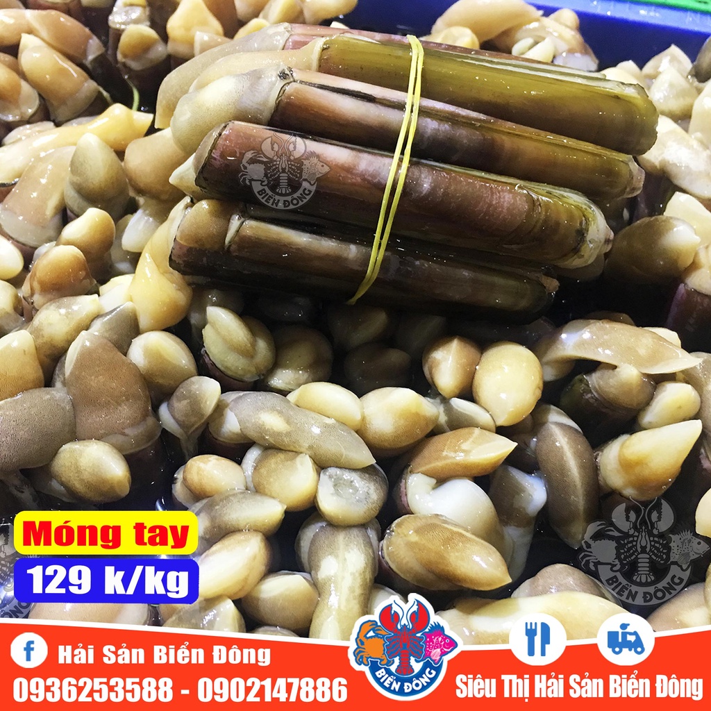 ỐC MÓNG TAY sống đang bơi tại bể có hỗ trợ sơ chế, sản phẩm của Hải Sản Biển Đông ở Hà Nội