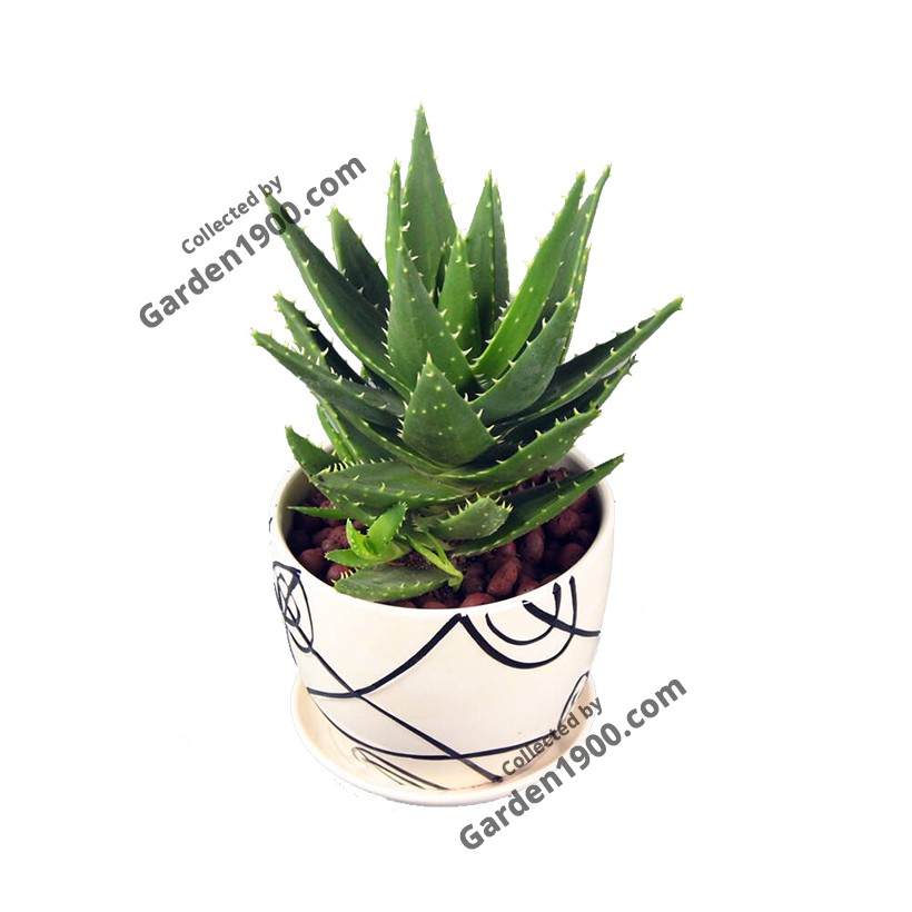 Cây nha đam (Cây lô hội) - Cây nội thất văn phòng