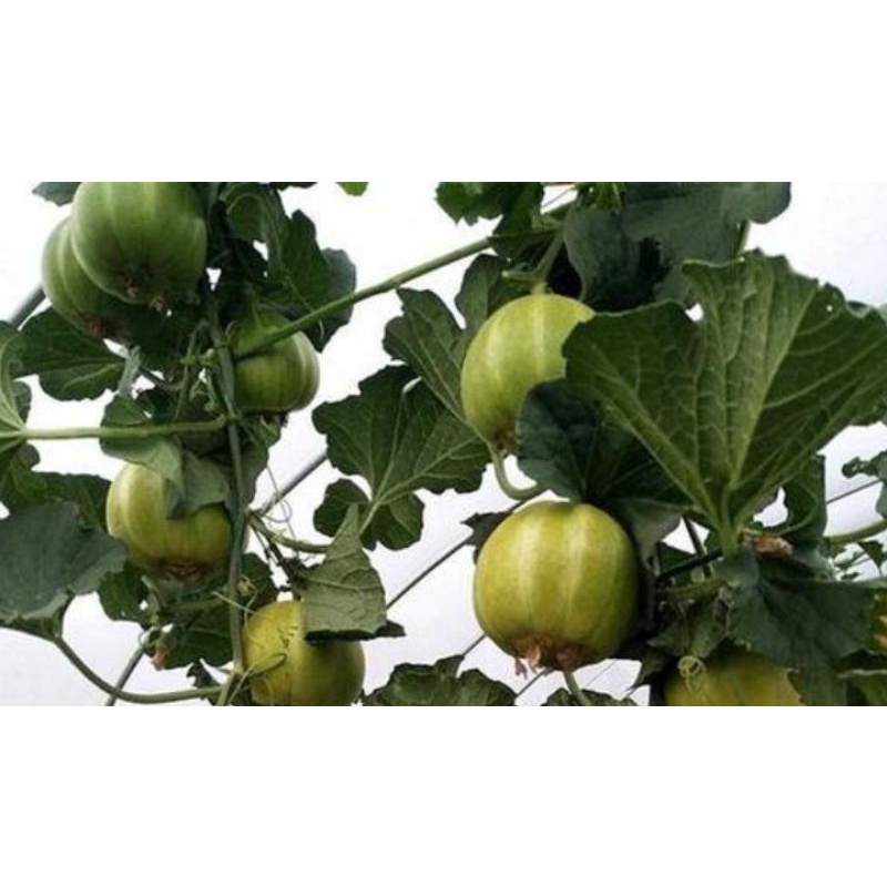 Hạt giống dưa lê sáp Hoàng đế F1