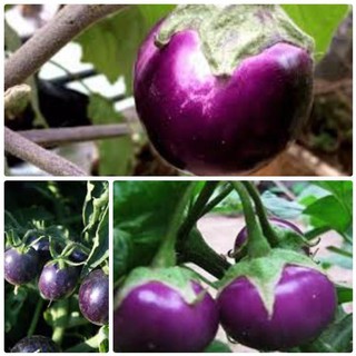 200 Hạt giống cà bát tím [CHẤT LƯỢNG]