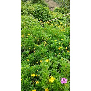 1000 hạt giống cúc thân gỗ .