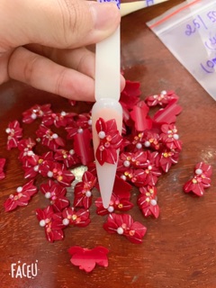 Hoa bột nailcuc ruby