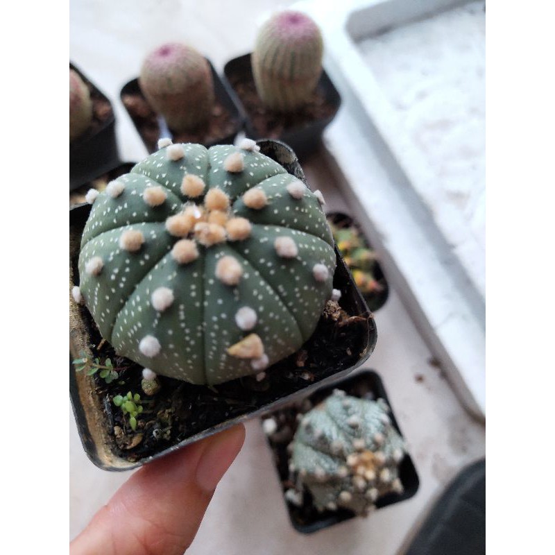 Xương rồng aster hạt
