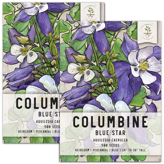 Hạt giống HOA BỒ CÂU Blue Star Columbine để trồng (Aquilegia caerulea) Gói đôi 50 hạt mỗi loại