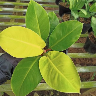 [Cây phong thủy] Trầu bà đế vương vàng, Philodendron Imperial Yellow - Summer Garden