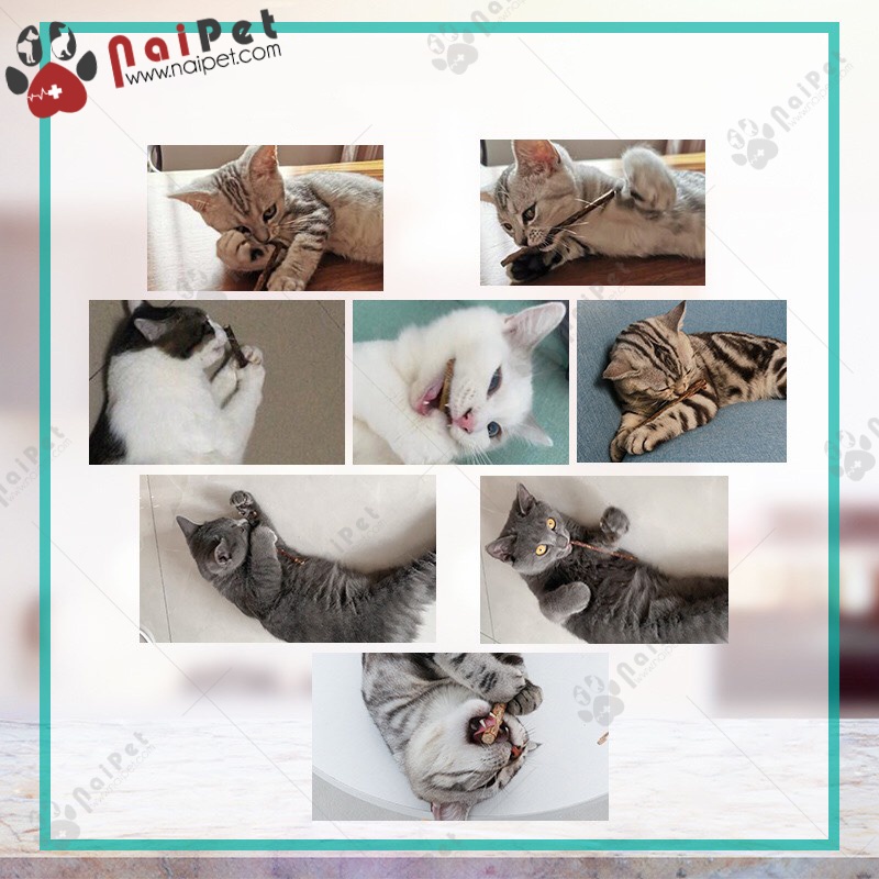 Catnip Bạc Hà Gặm Sạch Răng Cho Mèo Dạng Que Gỗ CCN010