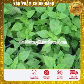 Hạt Giống Rau Kinh Giới(5 gr)
