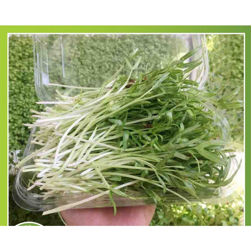 Hạt giống mầm rau muống gói 50gr