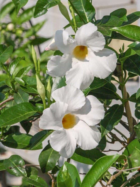 Cây leo tuyết anh