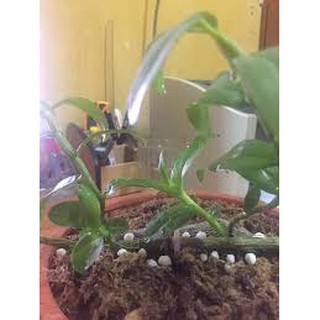 Dớn trắng trồng lan, dớn Chile (dớn mềm) 100gr