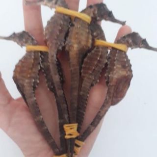 Combo 10 con cá ngựa size 5-6cm