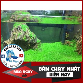 Hạt Giống Trân Châu | Hạt Giống Cây Thủy Sinh Thần Thánh Dễ Trồng Không Cần CO2