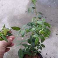 Cây hoa hồng leo trắng Pháp
