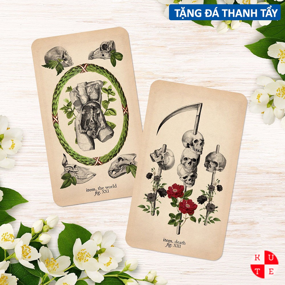 Bộ Bài Tarot The Antique Anatomy 78 Lá Bài Tặng File Tiếng Anh Và Đá Thanh Tẩy C118