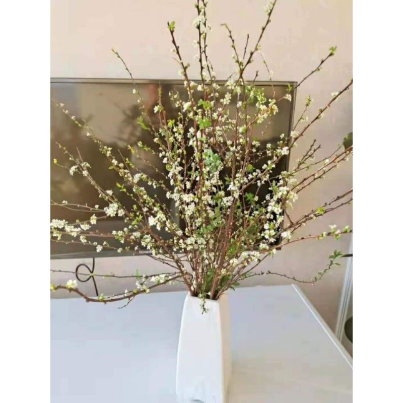 CÀNH TUYẾT MAI KHÔ