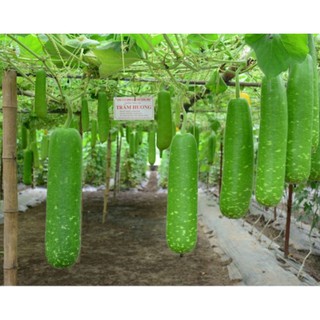 10 Hạt giống Bầu sao F1 qủa ngắn