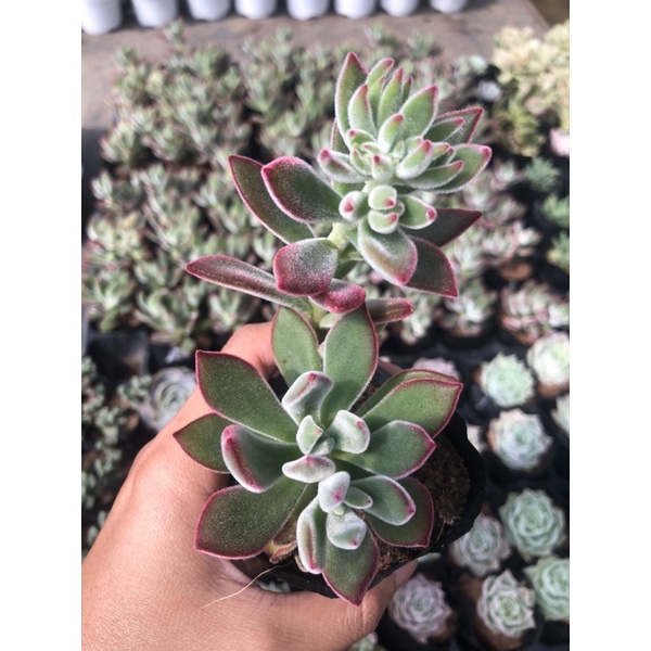 Sen Đá Nhung Viền Đỏ Size Bầu 6cm Hư 1 Đổi 1